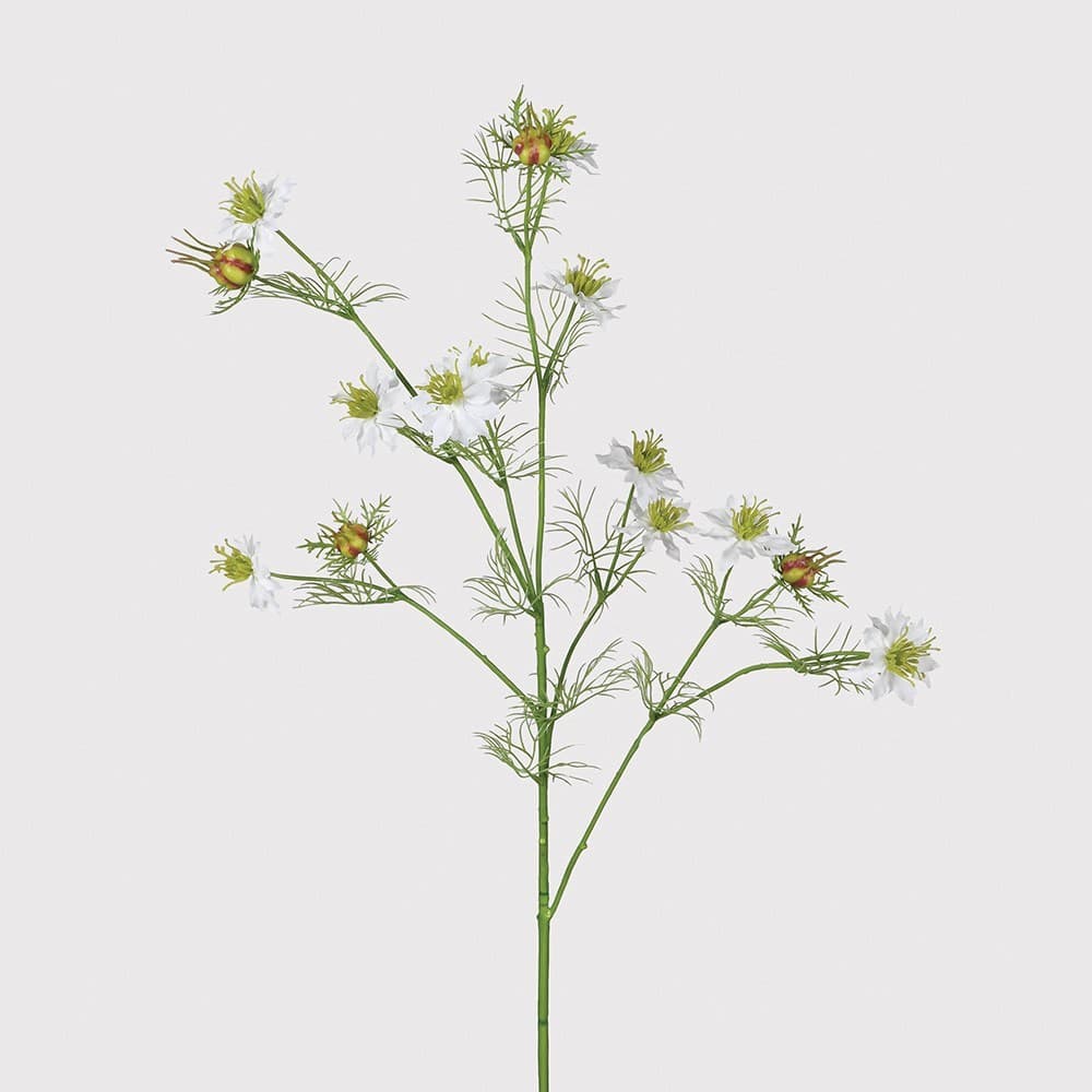 White Nigella Love-in-a-Mist