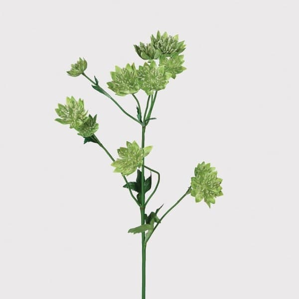Green Astrantia Stem