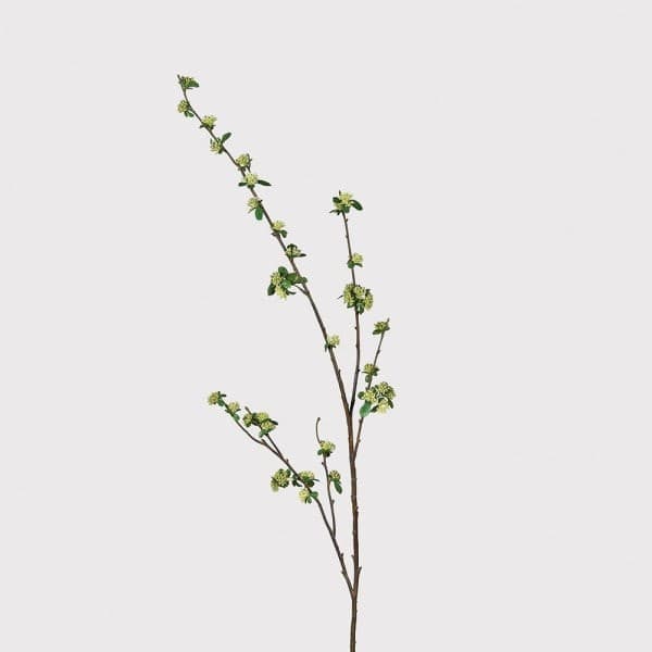 Tall Skimmia Stem